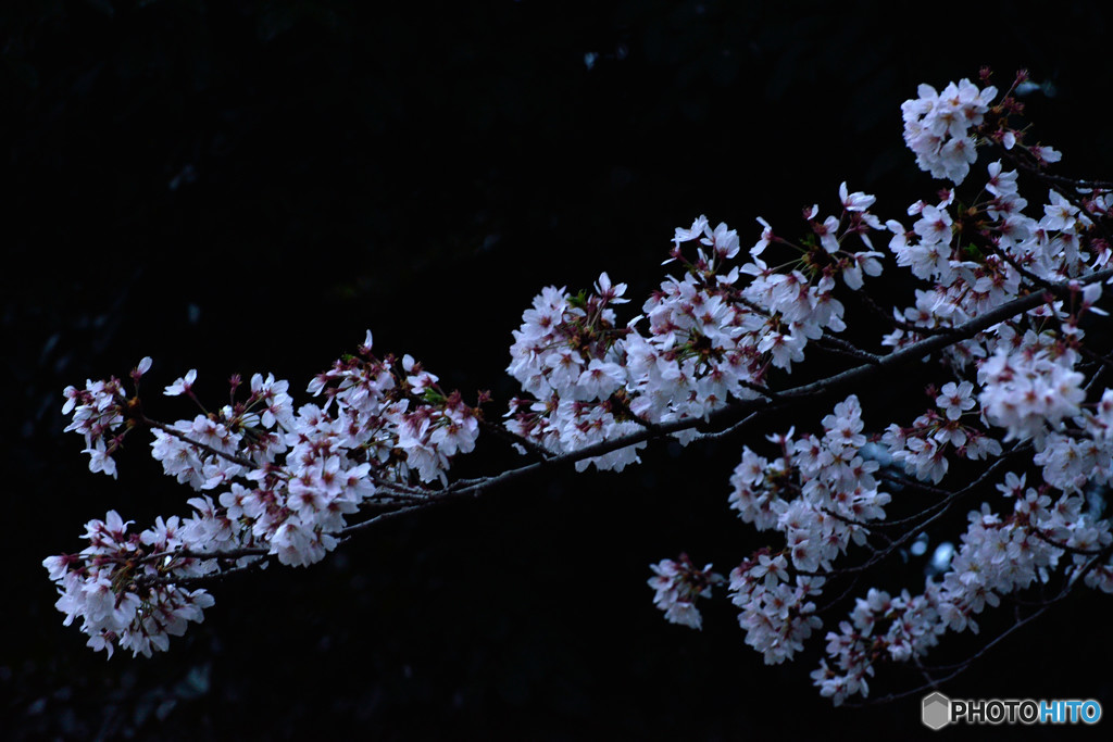 夜桜を楽しむ