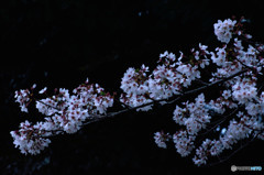 夜桜を楽しむ