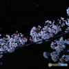 夜桜を楽しむ
