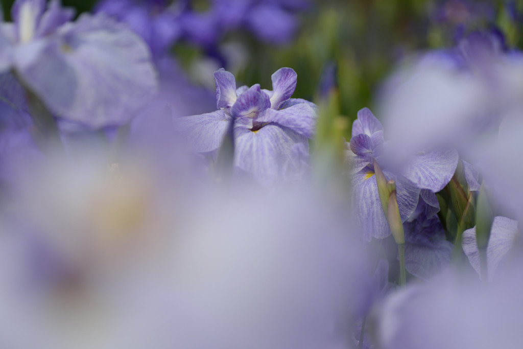 花菖蒲
