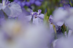 花菖蒲
