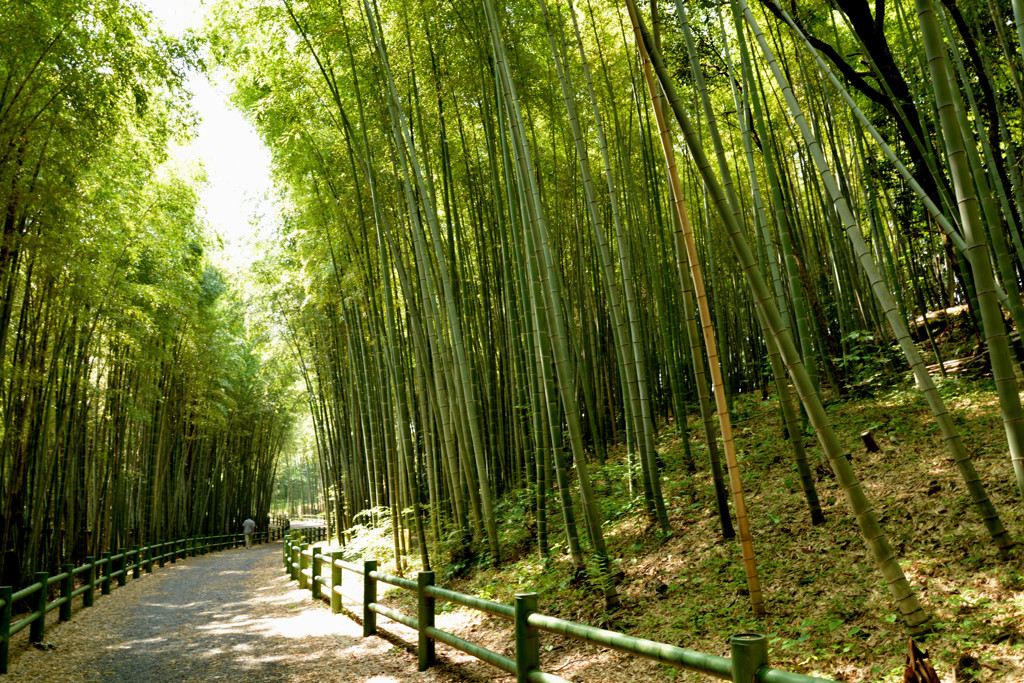 竹林の散歩道