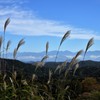 ススキと雲海