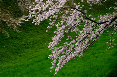 ピンク桜と若草