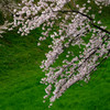 ピンク桜と若草