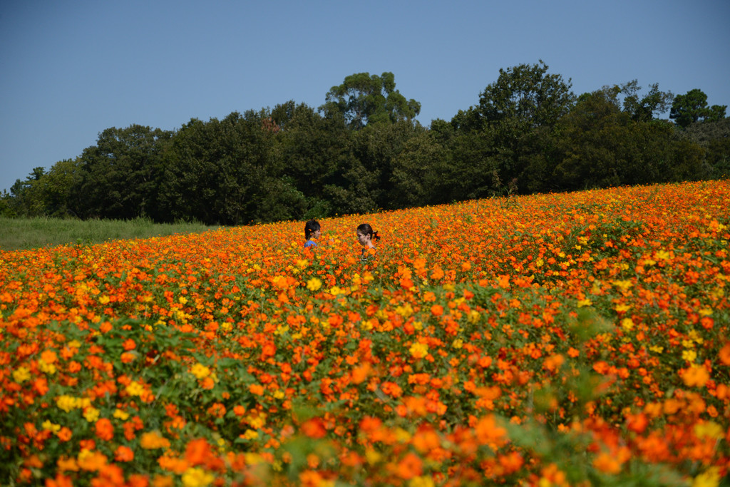 花畑のカップル