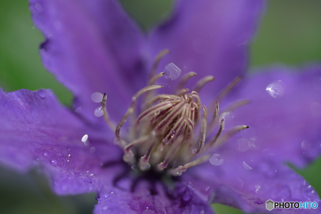 ベランダに咲く花