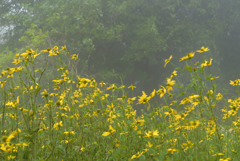 朝霧と風に揺れる花（ルドベキア）