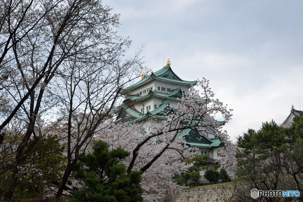 サクラと名古屋城