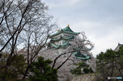 サクラと名古屋城