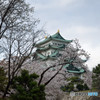 サクラと名古屋城