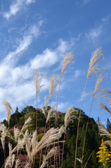 ススキと青空