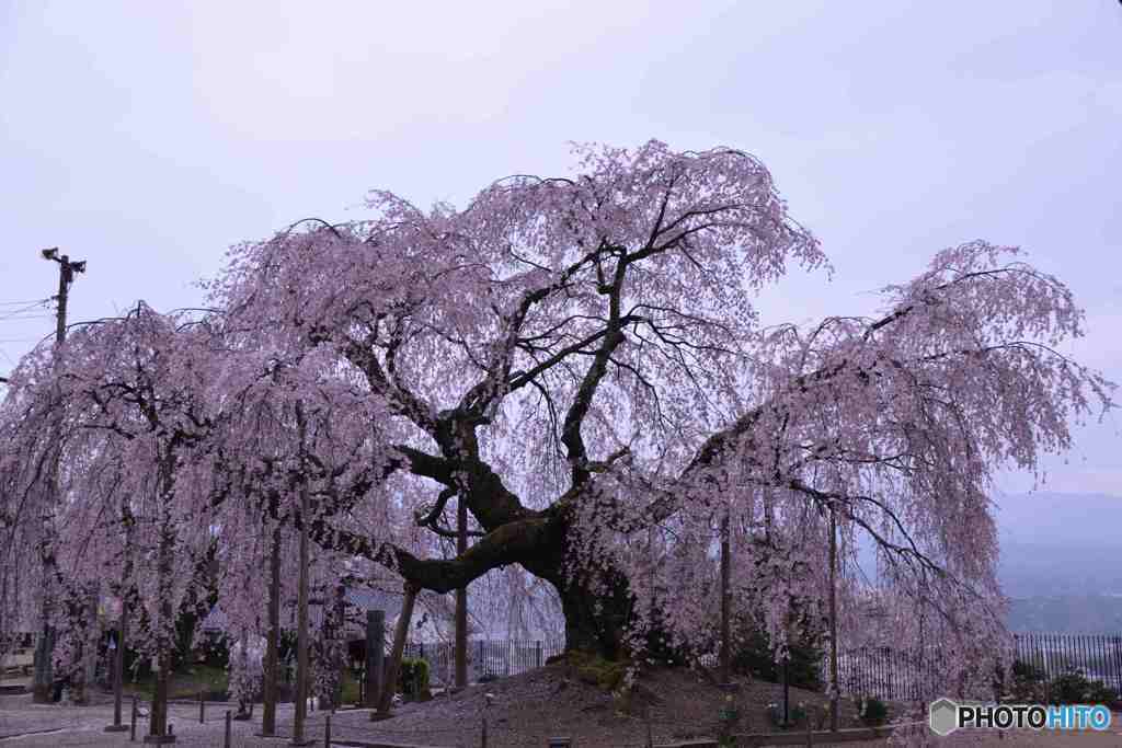 桜巡り　（座光寺舞台桜）