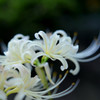 彼岸花  ２