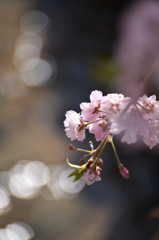 しだれ桜