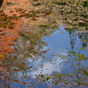 紅葉①