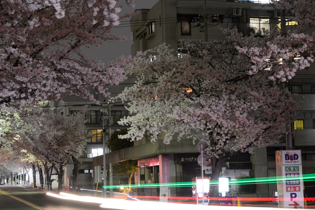 夜桜　2
