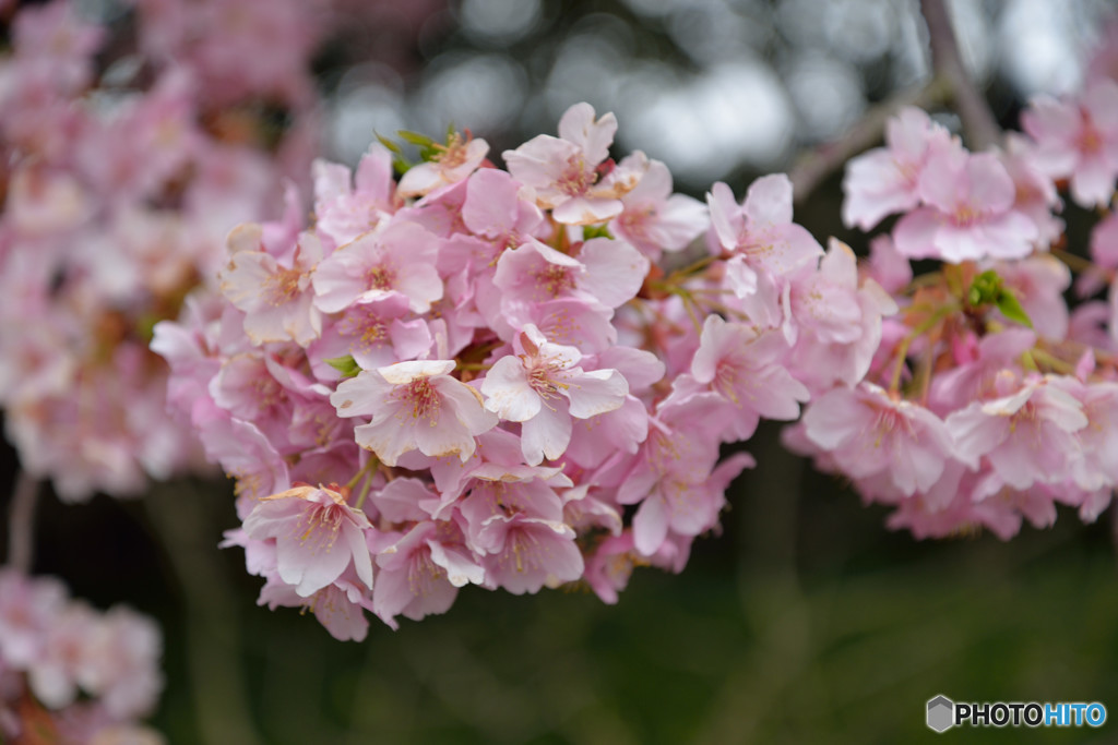 早咲き桜