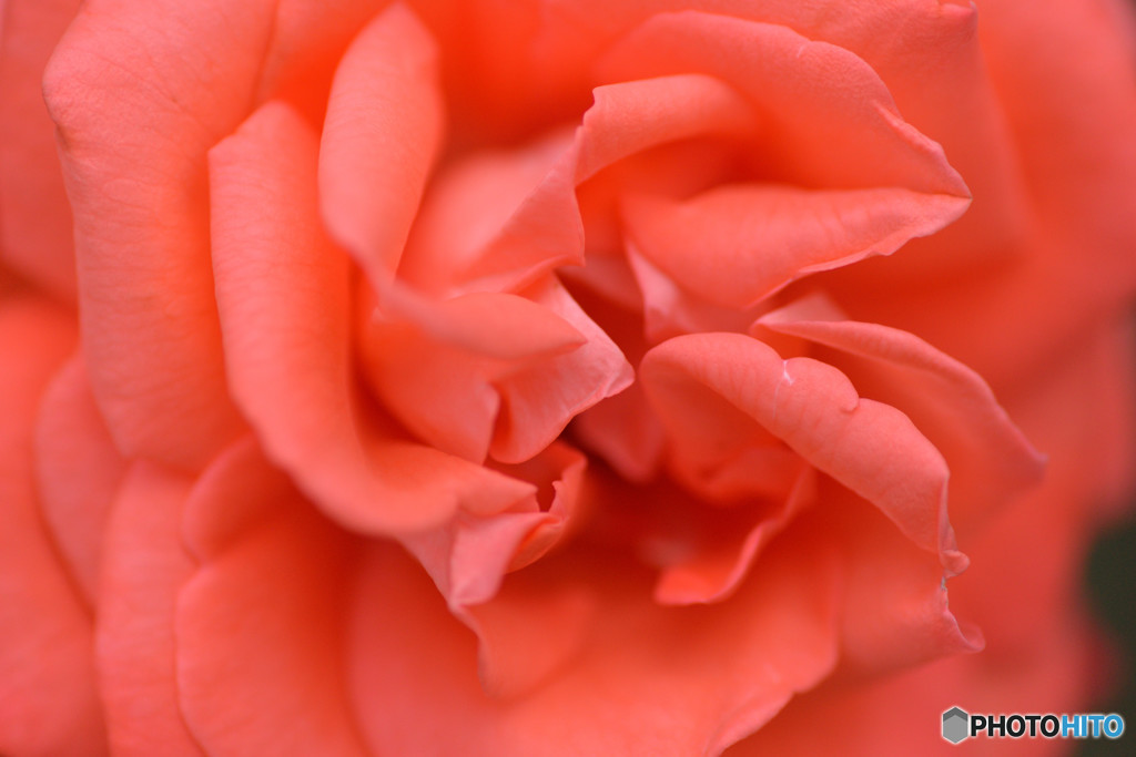 薔薇