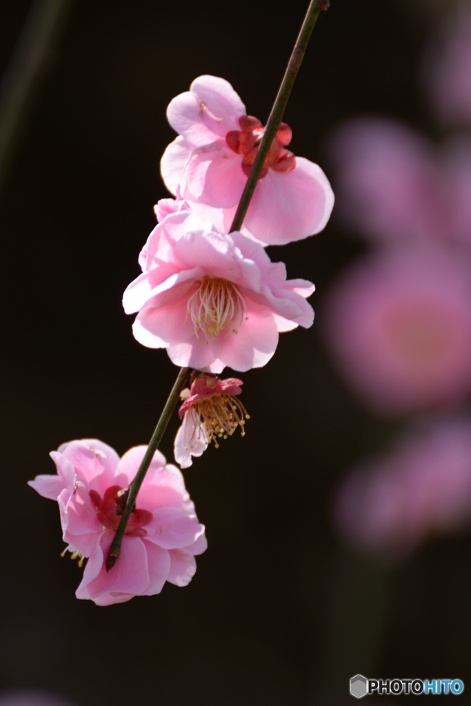 春の香り