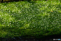 梅花藻2