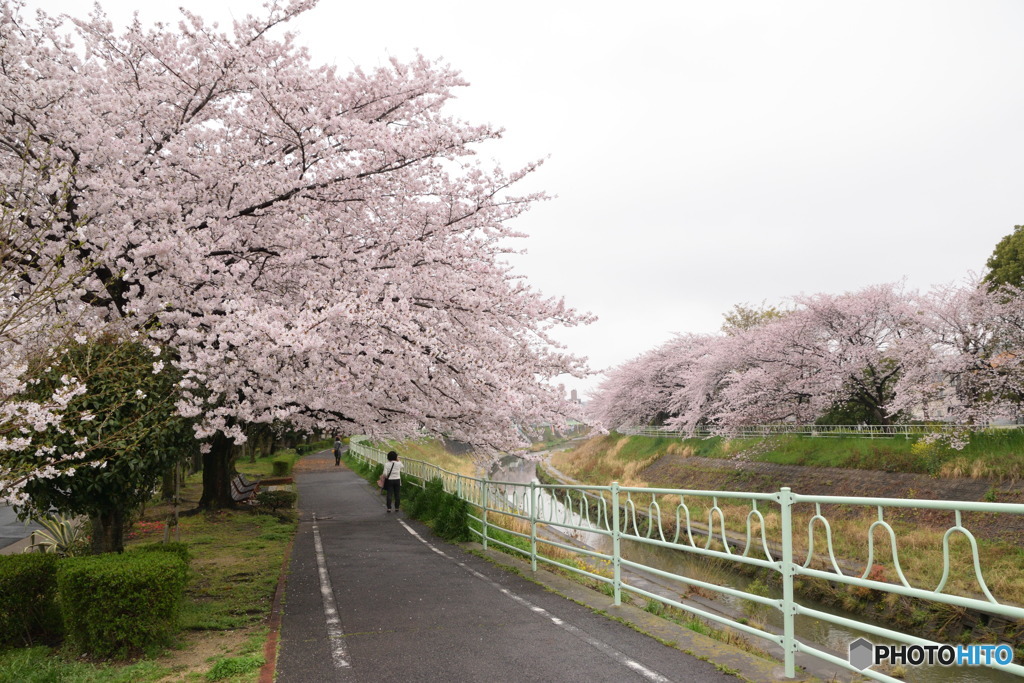桜のトンネル2