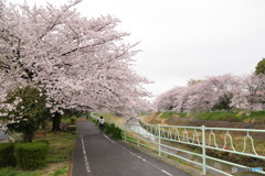 桜のトンネル2