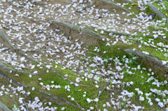 落花☂