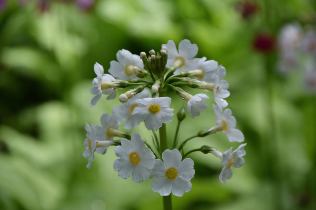 はなの森②