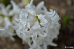純白の花