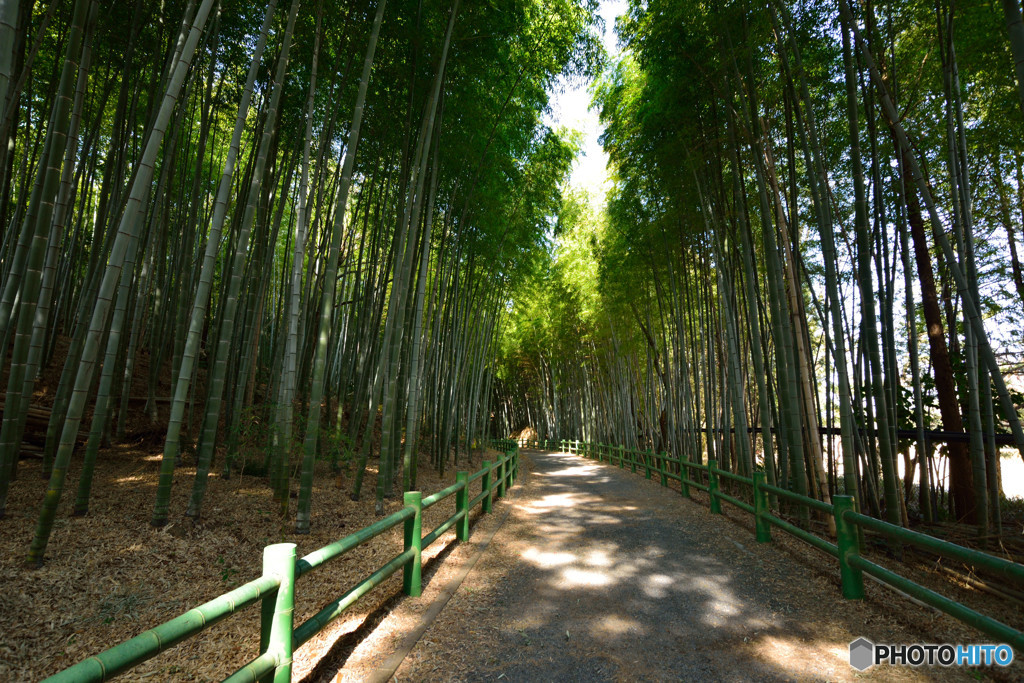 竹林の木漏れ日