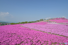 満開の芝桜