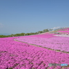 満開の芝桜