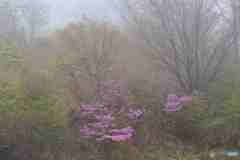 朝霧に包まれて咲くミツバツツジ
