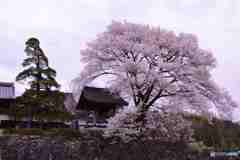 桜巡り瑠璃寺 