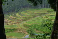 畑棚田　1