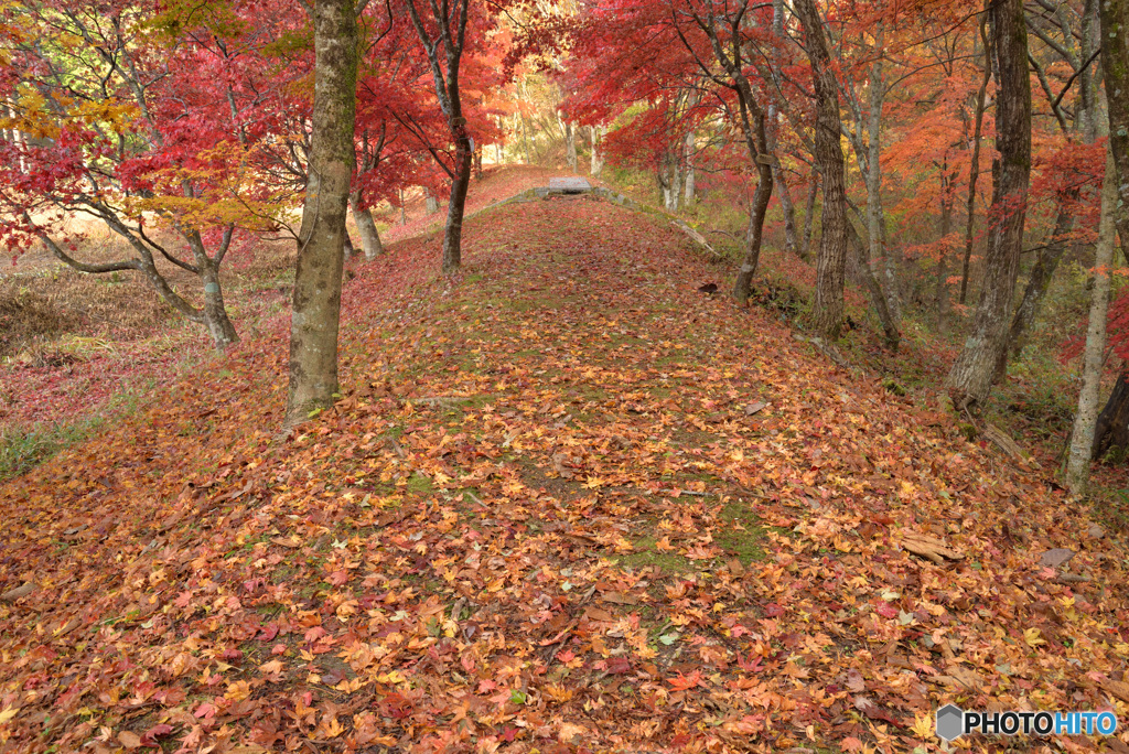 落葉の散歩道