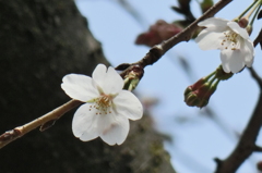 開花（ソメイヨシノ）