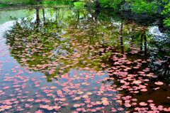 湿原植物園 