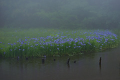 霧雨のカキツバタ