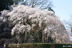 早くも満開！（エドヒガン桜）