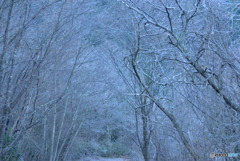 氷点下に包まれた森