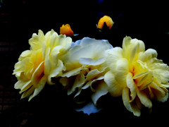 薔薇