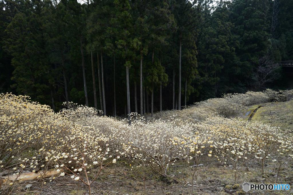 ミツマタ群生地