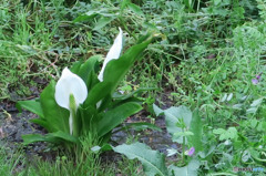 ひっそりと咲く水芭蕉