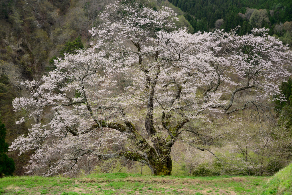 駒つなぎの桜 （エドヒガン）