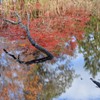 紅葉②