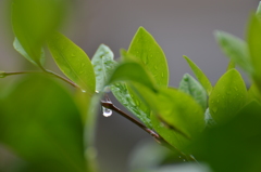 若葉に恵みの雨