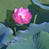 蓮の花