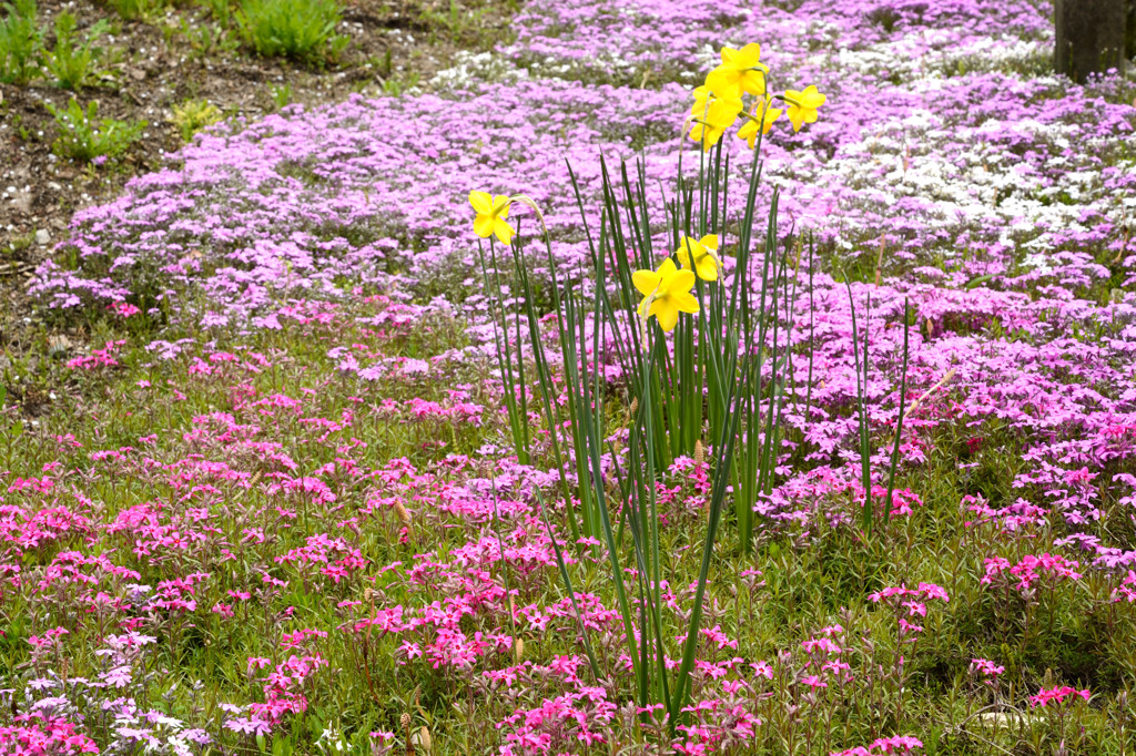 芝桜&水仙